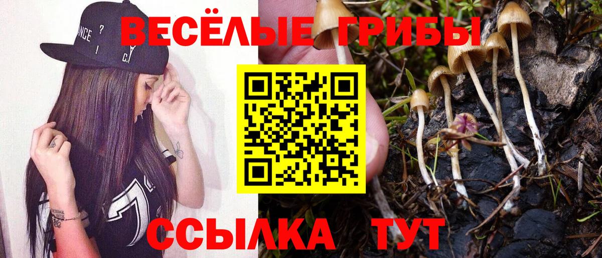 Псилоцибиновые грибы мицелий  Вход с VPN  Конаково  Галлюциногенные грибы Psilocybe 
